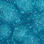 Menage a un - Human Embryonic Stem Cells