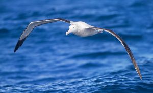 De Albatros (Diomedea exulans)