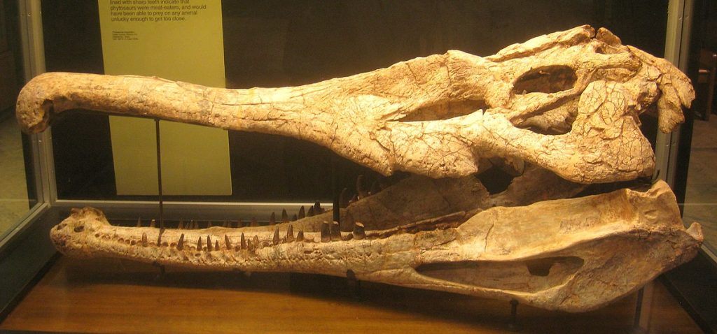 Phytosaurus - Museum of Natural History, University of Michigan (Public Domain)